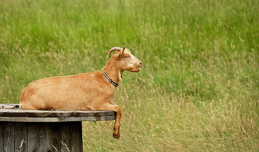 brown goat resting on brown wooden spool thumbnail