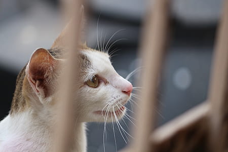 White and Gray Tabby Cat Behind Fence thumbnail