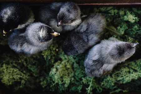 Black baby chicks thumbnail