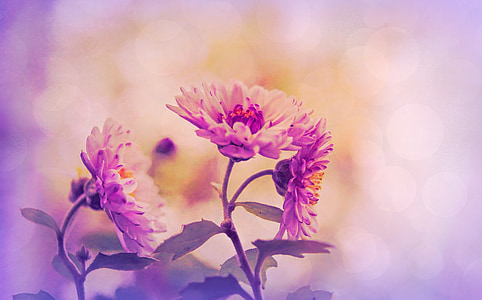 shallow photo of pink flowers thumbnail