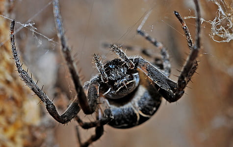 macro photography of black spider thumbnail