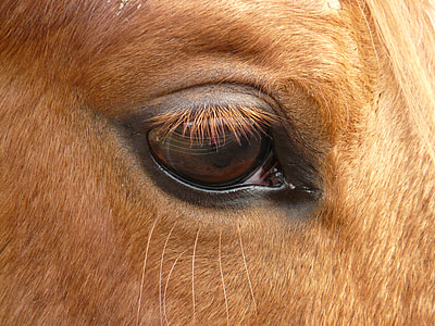 black round eyes with eyelashes thumbnail