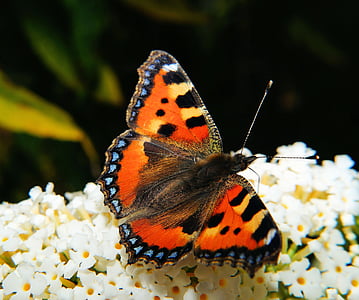 fritillary butterfly thumbnail