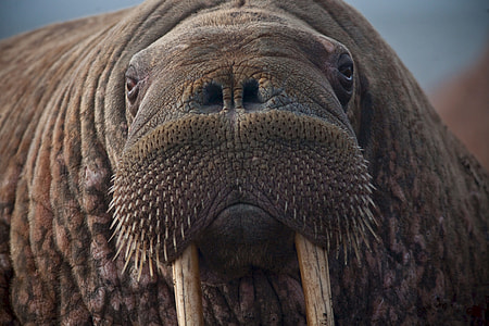 brown walrus thumbnail
