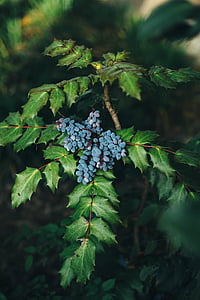 selective focus photo of purple grapes thumbnail