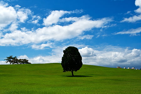 green leafed tree on grass field thumbnail