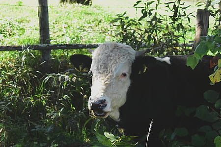 White and Black Buffalo thumbnail