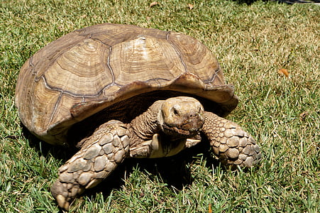 brown turtle on green lawn field during daytime thumbnail