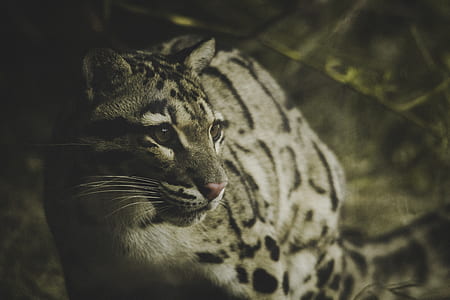 selective focus photography of wild cat thumbnail