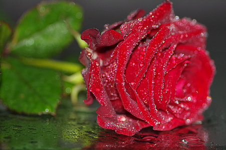 single red rose with droplets of water thumbnail