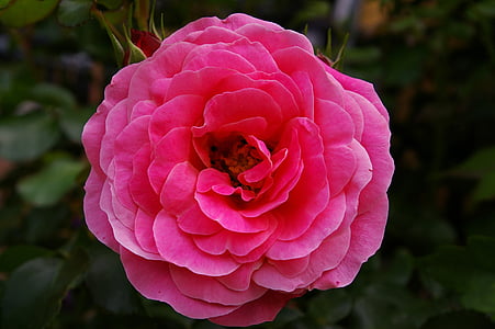 closeup photo of pink petaled flowers thumbnail
