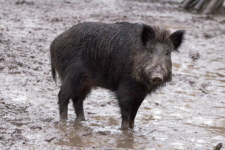 black boar on mud thumbnail