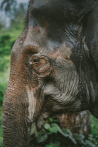 closeup photo of elephant thumbnail