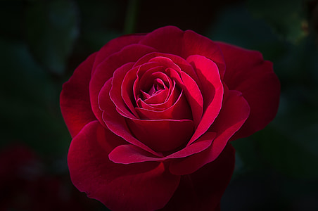 red rose in bloom thumbnail