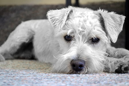 long-coated white dog thumbnail