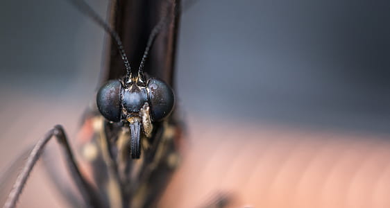 Macro Photography of Insect thumbnail