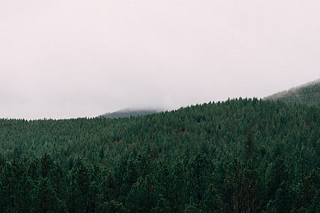green trees thumbnail