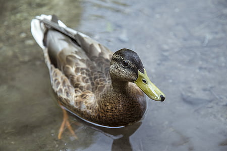 female mallard duck on body of wter thumbnail