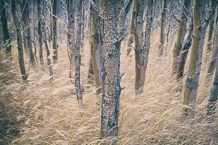 brown bare trees thumbnail