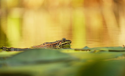 selective focus photography of brown frog on body of water thumbnail
