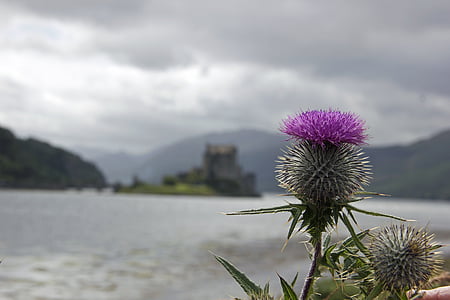 closeup photo of purple petaled flowers thumbnail