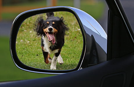 adult tricolor spaniel thumbnail