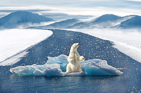 polar bear in snow on body of water fielding with snow thumbnail