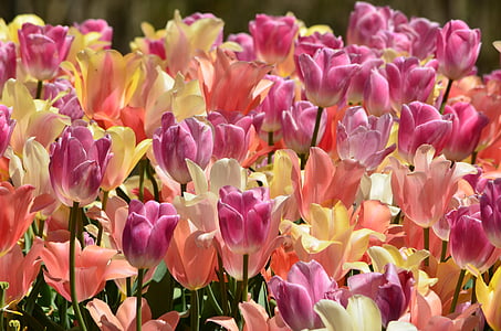 closeup photo of pink and yellow petaled flowers thumbnail