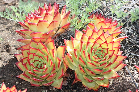 red and green flower on brown soil thumbnail