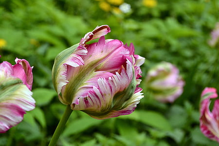 selective photo of pink flower bud thumbnail