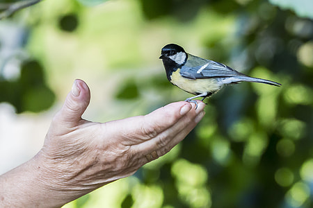 small size short beaked gray, yellow and black bird on persons finger thumbnail