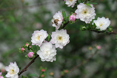 selective focus photography of blooming white cherry blossoms thumbnail