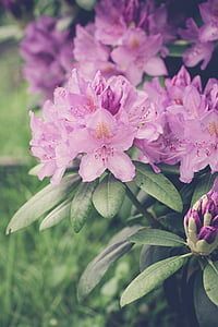 closeup photo of purple petaled flower inbloom thumbnail