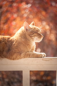 Tabby Cat On White Wooden Fence thumbnail