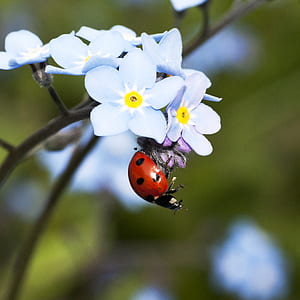 red ladybug perched on flower thumbnail