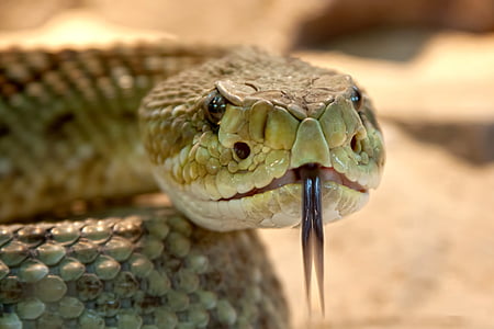 closeup photo of gray and green snake thumbnail