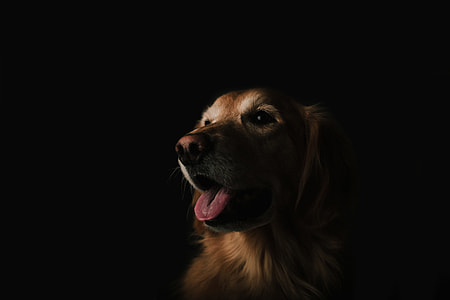 adult light golden retriever thumbnail