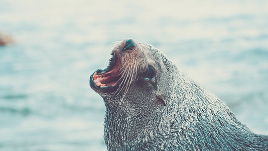 photography of  Sealion beside body of water during day time thumbnail