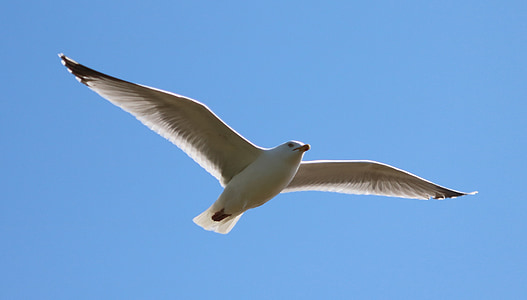 herring gull thumbnail