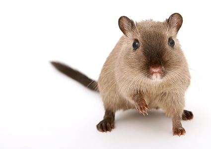 brown rodent on white surface thumbnail