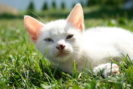 Selective Focus Photography of White Cat thumbnail