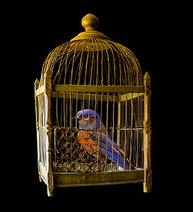 blue and orange bird in brown steel bird cage thumbnail