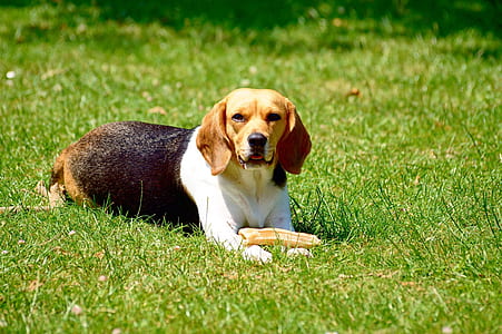 field, animal, dog, pet thumbnail