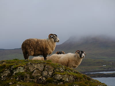 three brown sheeps on green mountain thumbnail