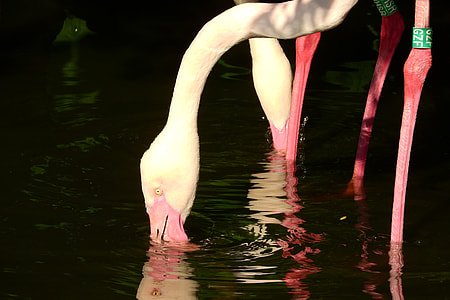 Flamingo Pink, Phoenicopterus Roseus thumbnail