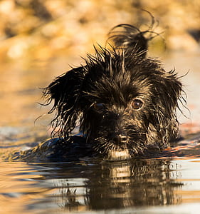 shallow focus photography of long-coated black puppy thumbnail
