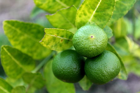 food, healthy, blur, leaves thumbnail