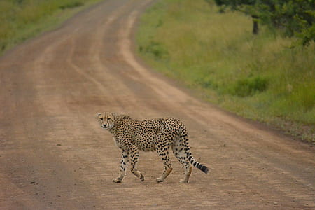 cheetah walking on road thumbnail