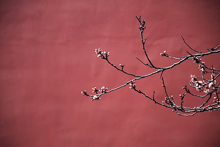 macro photography of white petaled flower tree thumbnail