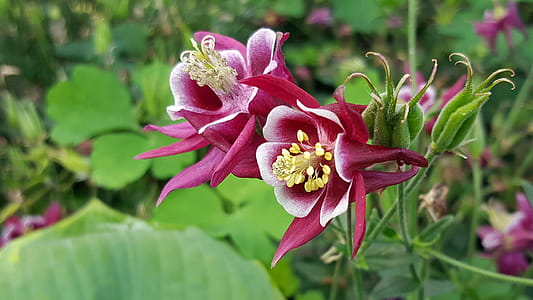 Red columbine flowers closeup. thumbnail